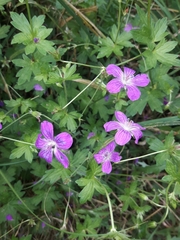 Zacladus geranii