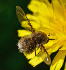 Bombylius minor