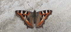 Aglais caschmirensis