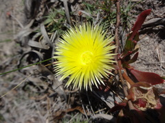 Apatesieae