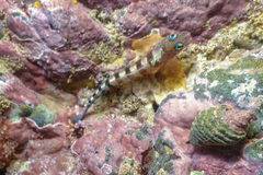 Notoclinops segmentatus