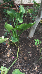 Zantedeschia aethiopica