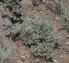 Artemisia arbuscula