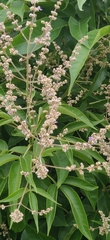 Vitex altissima