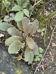 Primula elatior