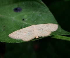 Scopula parodites