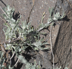 Artemisia arbuscula