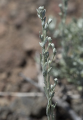 Artemisia arbuscula