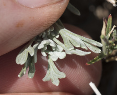 Artemisia arbuscula
