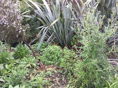 Haloragis erecta erecta