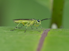Rhogogaster viridis