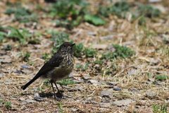 Tarsiger johnstoniae