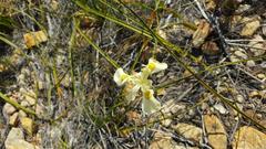 Moraea anomala