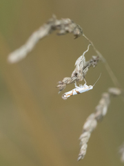 Argyresthia oreasella