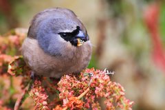 Pyrrhula owstoni