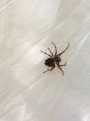 Acanthepeira
