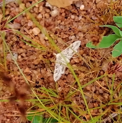 Sameodes cancellalis