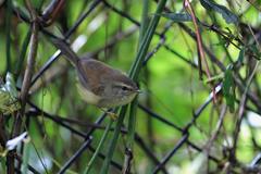 Horornis acanthizoides