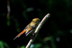 Suthora verreauxi morrisoniana