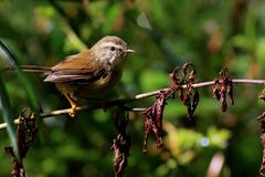 Horornis acanthizoides