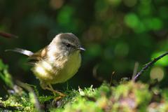 Horornis acanthizoides