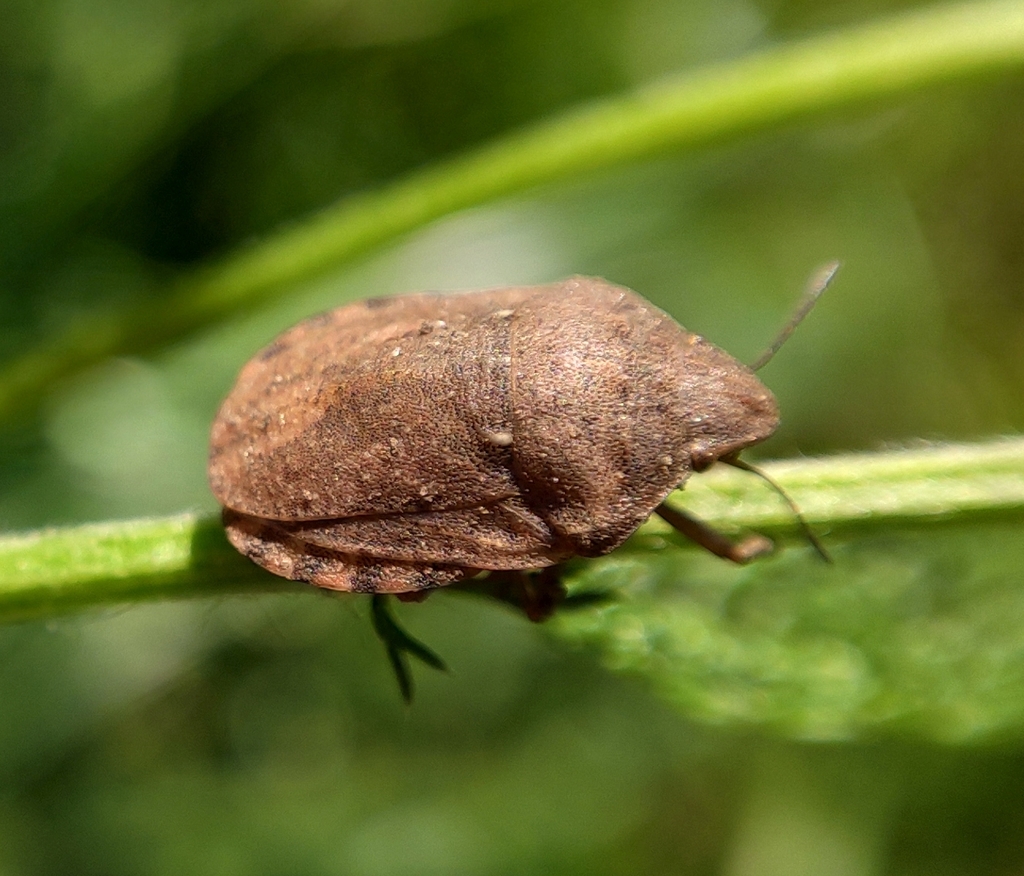 European Tortoise Bug