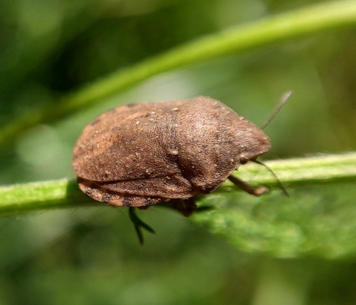 European Tortoise Bug