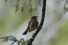 Tarsiger johnstoniae