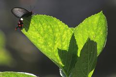 Byasa polyeuctes