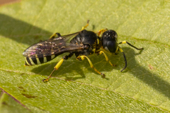 Ectemnius ruficornis