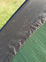 Culicoides impunctatus