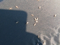 Culicoides impunctatus