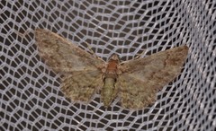 Chloroclystis mniochroa