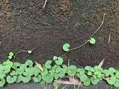 Hydrocotyle nepalensis