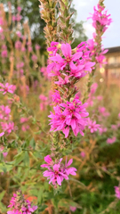 Lythrum salicaria