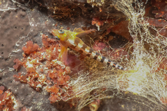 Notoclinops segmentatus