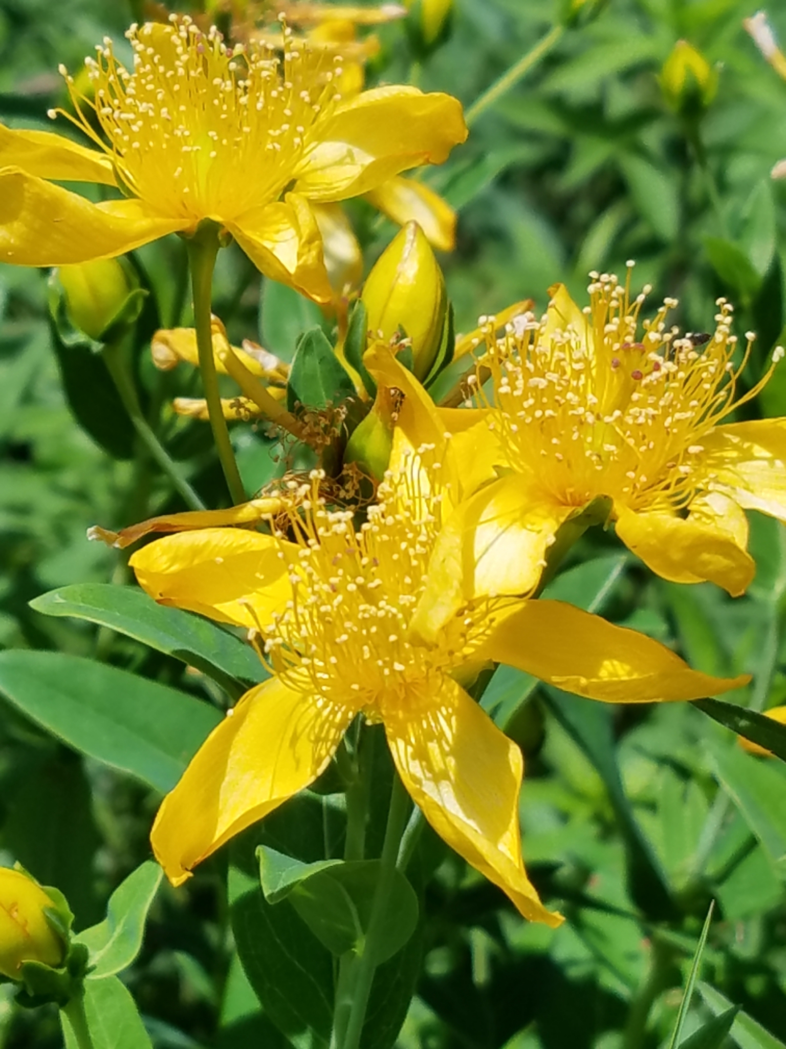 Hypericum ascyron ssp. pyramidatum
