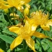 Great St. John's Wort - Photo (c) Jena Erie, some rights reserved (CC BY-NC), uploaded by Jena Erie
