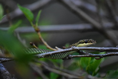 Chrysopelea ornata ornatissima