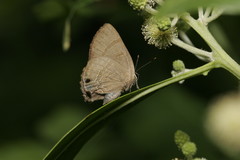 Rapala varuna formosana