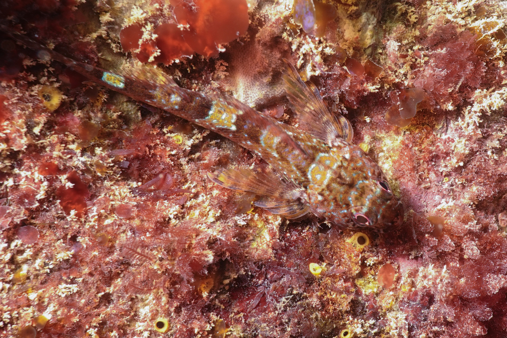 Cryptic Triplefin