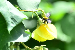 Xylocopa minor