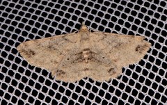 Scioglyptis lithenopa