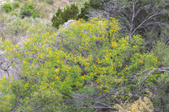 Leucaena retusa