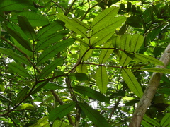 Gilbertiodendron