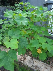 Jatropha curcas