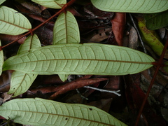 Gilbertiodendron