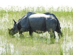 Rhinoceros unicornis