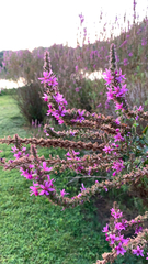 Lythrum salicaria