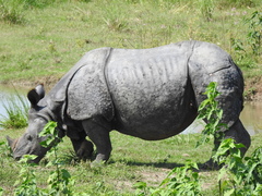 Rhinoceros unicornis